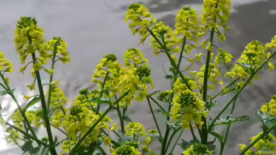 Barbarea vulgaris am Gartenteich