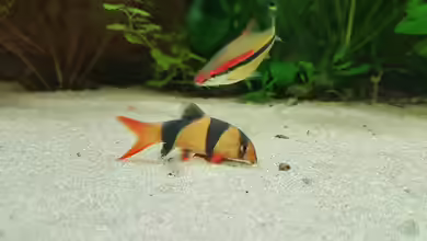 Barben und Bärblinge im Aquarium halten