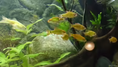 Barbodes semifasciolatus im Aquarium halten