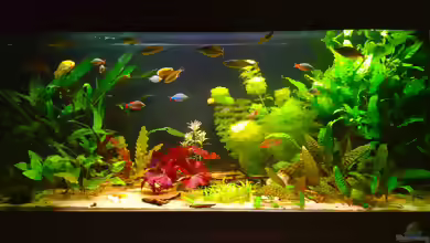 Barclaya longifolia im Aquarium