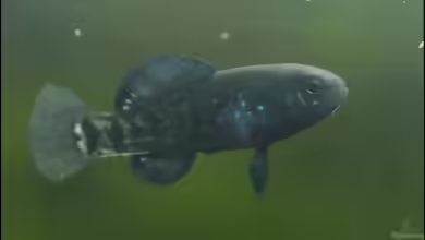 Barsche aus den Sümpfen Everglades !!!