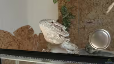 Bartagamen im Terrarium halten - Der umfassende Praxisleitfaden für eine artgerechte Haltung