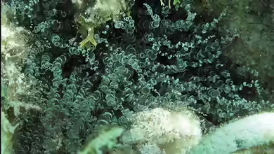 Bartholomea annulata im Aquarium halten