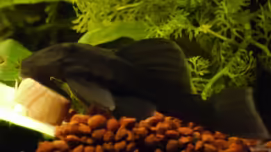 Baryancistrus beggini im Aquarium halten