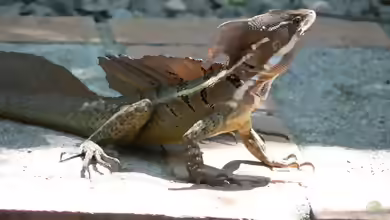 Basiliscus basiliscus im Terrarium halten