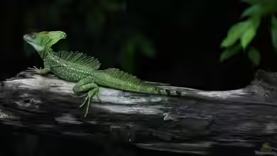 Basiliscus plumifrons im Terrarium halten