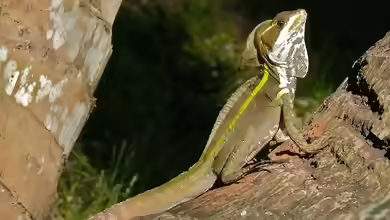 Basiliscus vittatus im Terrarium halten