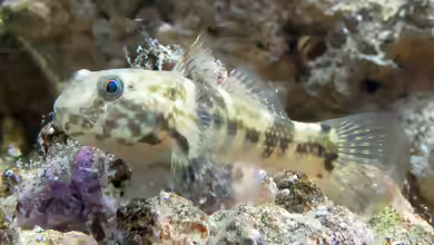 Bathygobius soporator im Aquarium halten