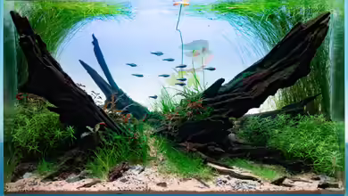 Bátr von Fredo Fuss