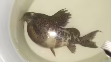 Bauchwassersucht bei Aquarienfischen: Wie lässt sich die Krankheit erkennen, behandeln und am besten vermeiden?