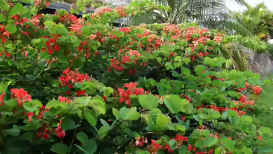 Bauhinia galpinii im Garten pflanzen