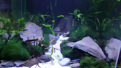 ~Bavarian alp~ von Cichlid Power