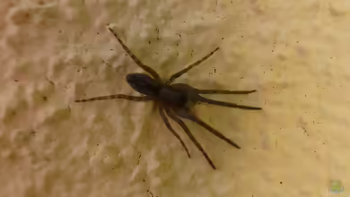 Bayerische Fischernetzspinne
