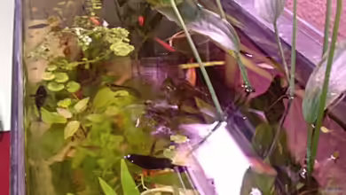 bearbeitung es kommt ein neues mit 450L bilder sin von Ronny Lehmann