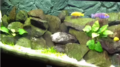 Becken 10013 von Malawi310