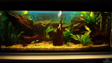 Becken 10016 von stone