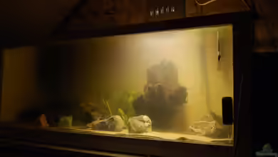 Becken 10070 von der-bastian