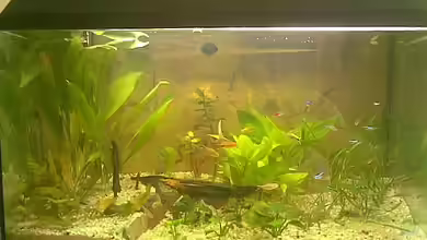 Becken 10073 von Polaczek