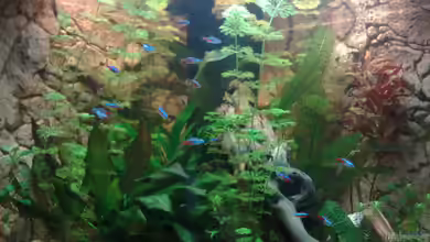 Becken 10094 von Basti235