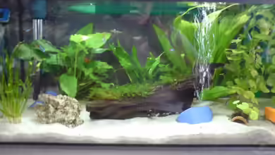 Becken 10105 von Paul225