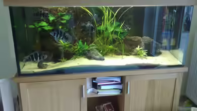 Becken 10117 von bertone262