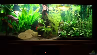 Becken 10171 von Nils G.