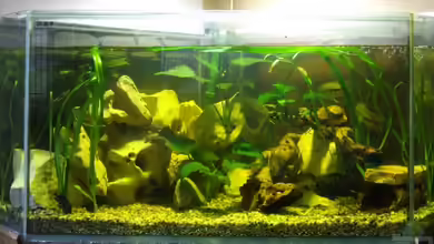 Becken 10275 von egoxpress