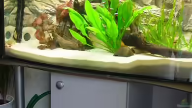 Becken 10343 von MichaelS