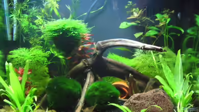 Becken 10350 von Sascha Gerber