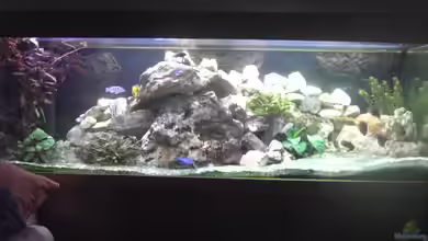 Becken 10357 von Andreas Pauly