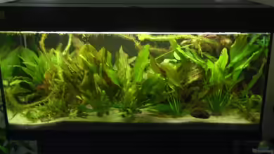 Becken 10367 von -Matthias-