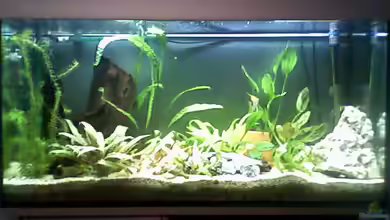 Becken 10368 von Benny