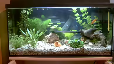 Becken 1039 von Philipp Gebert