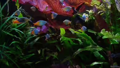 Becken 10393 von Boesemani-Fan