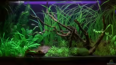 Becken 10394 von Georg