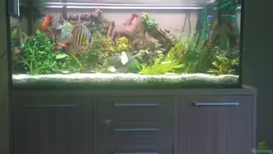 Becken 10459 von Christian Wertebach