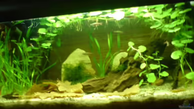 Becken 10465 von elmo