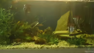 Becken 10467 von zwini0815