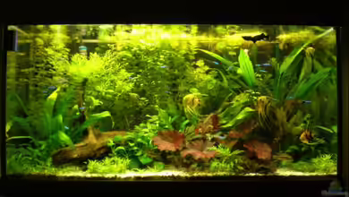 Becken 10482 von Jumper