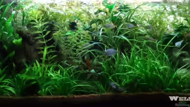 Becken 10515 von Wels-fan