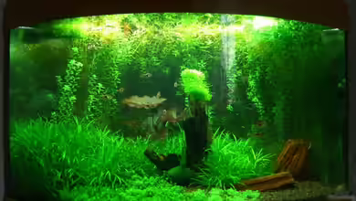 Becken 10539 von Paul