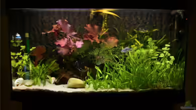 Becken 10555 von Verena Kemler