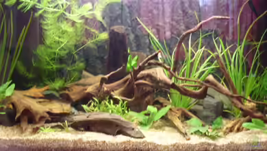 Becken 10582 von Jan Schilling