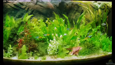 Becken 10609 von Michaela