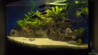 Becken 10623 von Tommy1977