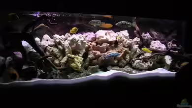 Becken 10624 von Gottfried Lechner