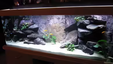 Becken 10627 von Klaus Traxler