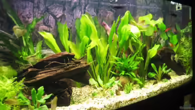 Becken 10653 von Daniel Hornoff