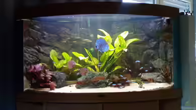 Becken 10662 von Pick Wick