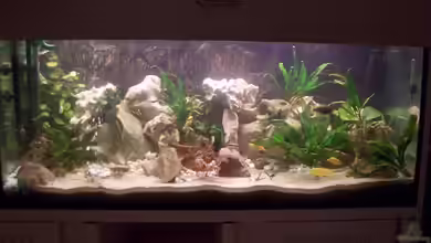 Becken 10668 von Uwe Richter